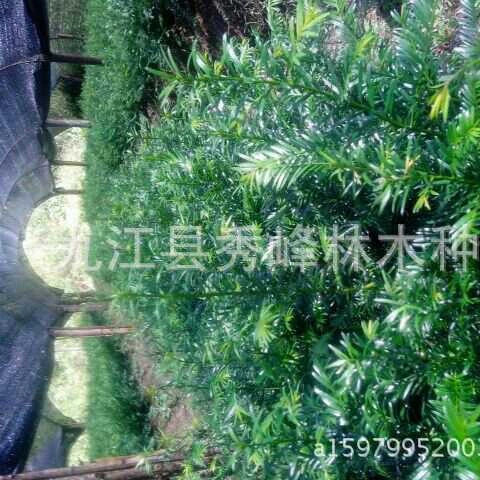 [Посадка фермера] Саженцы ясеня в чашках поставляют различные характеристики саженцев ясеня Jiangxi Southern Yew