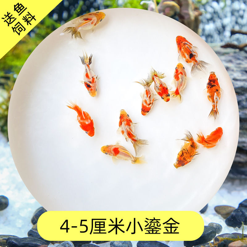 Read the galloping taboo 彂鍏 娲 娲 board