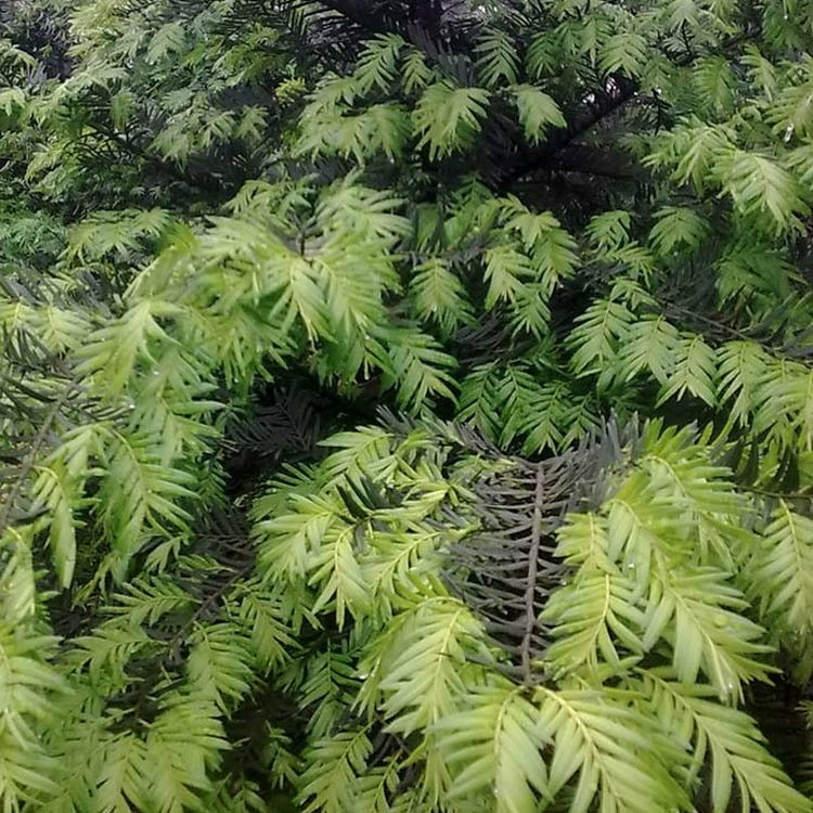 Прямая продажа рассады Тиса рассада Южного Тиса рассада среды рассада Тиса рассады полного размера и спецификации