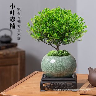 С�~����Ϙ������辰����ֲ���҃Ȼ����k��������С�Gֲ���B�ļ�