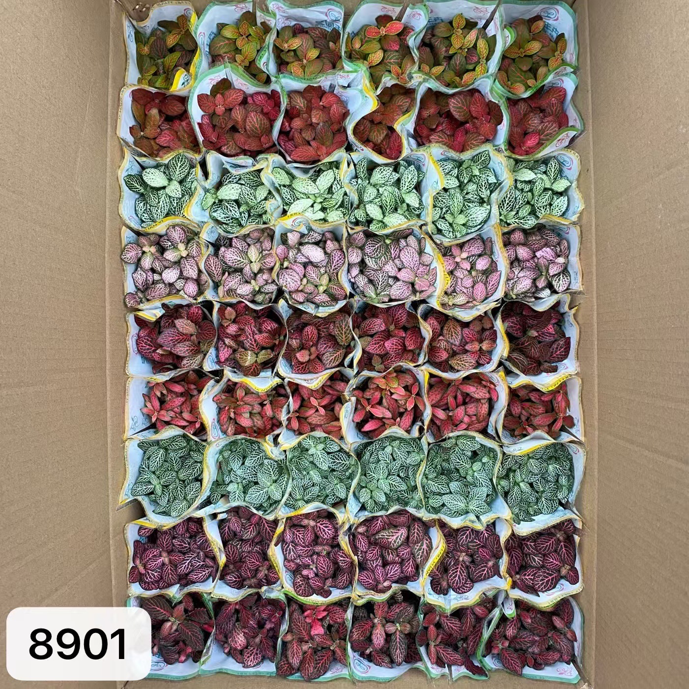 8901  大箱網紋草混裝54盆