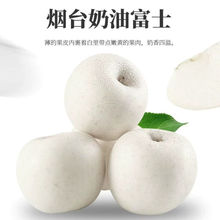 山東奶油蘋果新鮮5/10斤白蘋果整箱牛奶鮮果營養水果當季批發