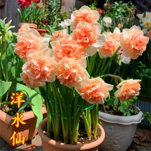 进口重瓣洋水仙种球四季开花室内盆栽花卉冬季耐寒水培土培花种子