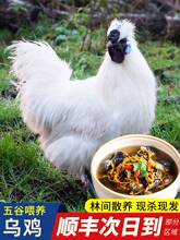 【白毛乌骨鸡】_白毛乌骨鸡品牌/图片/价格_白毛乌骨鸡批发_阿里巴巴
