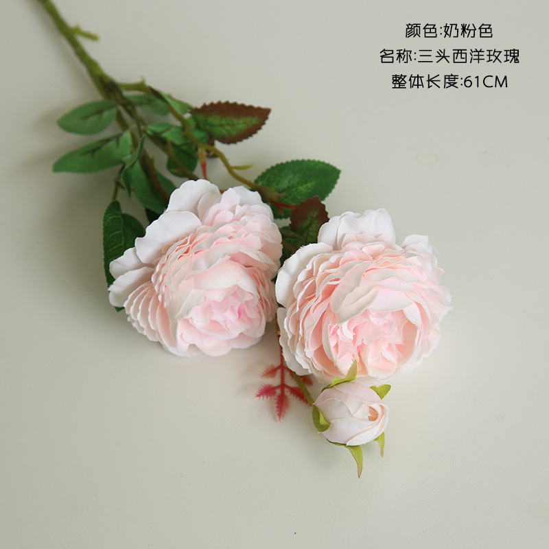 우유 분말 색상 05