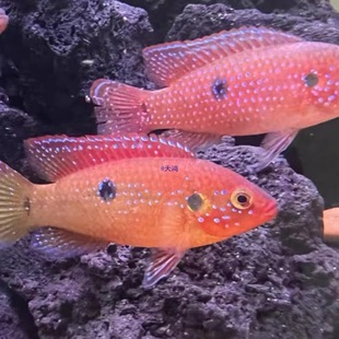 �t��ʯ�~Ѫ��~�Ꭷ�~�������������R�����~�~�^�p�~���]����