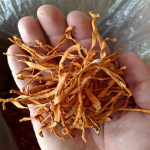 虫草花大量批发干货特产新货金虫草干货价煲汤美味虫草产地直销