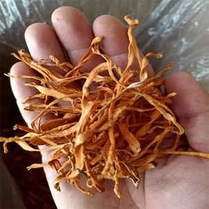 Cordyceps цветы Большое количество оптовых сухих товаров Специализированность новая грузовая золото cordyceps сухой грузовой ценовой суп вкусный Cordyceps