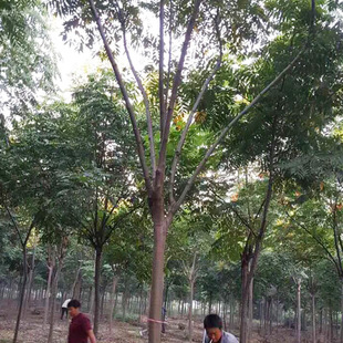 �@�־G����ľ���� ���l������ ����� �Sɽ���8-30���ִ��