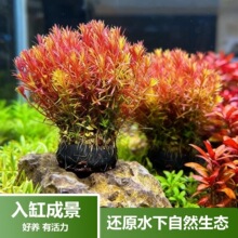 紫红丁香大坨草草缸鱼缸原生造景红柳懒人水培增氧水草阴性水草