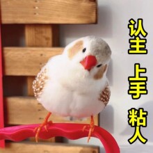 珍珠鸟宠物活物斑胸草雀灰白珍珠活鸟萌宠物鸟一对小鸟活木质其他