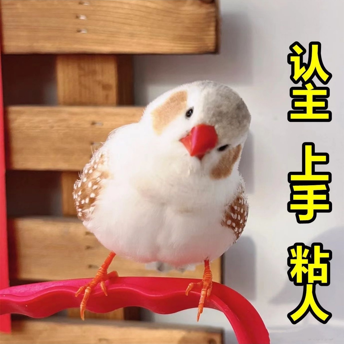 珍珠鸟宠物活物斑胸草雀灰白珍珠活鸟萌宠物鸟一对小鸟活木质其他