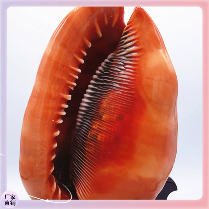 ✞Wanbao snail big conch shell crafts scenic spot sales shell gift souvenir spot wholesale four names