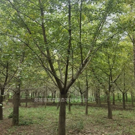 乔木;林业副产品