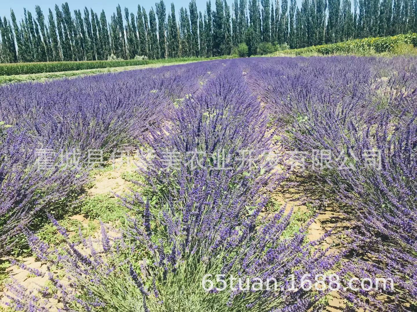 微信图片_20240711191301