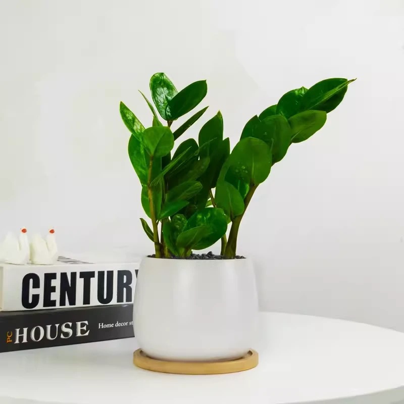 Árbol de la fortuna Planta de interior en maceta Sala de estar Planta verde resistente a la sombra Oficina Flores de escritorio Evergreen Evergreen Evergreen Evergreen Evergreen
