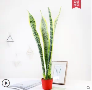 高脚金边虎皮兰室内盆栽大型绿植虎尾兰