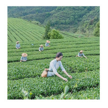 三花茶葉老三花濃香型茉莉花茶2022年新茶250盒裝四川花茶綠茶