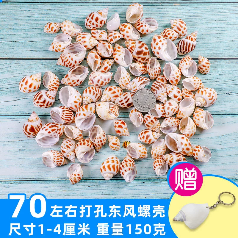 Organic aquarium with shells, aquarium decor, sample handmade
