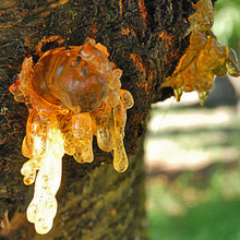 ӡ��Ű���֬���� ����ֲ����ˮ ��Ħ��ԭ��