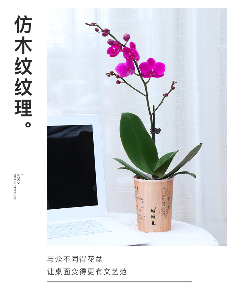 B03文创蝴蝶兰花盆系列_12.jpg