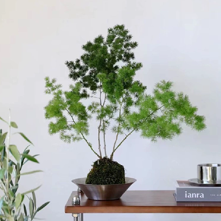 Мох мяч растение беспочвенный ленивый горшок Настольный гидропонный кабинет чайный столик Крытый чайный столик новый китайский дзен мох нефрит