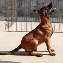 纯种马犬幼犬活体 爆红马犬 大型护卫犬帅气公母都有可放羊动物