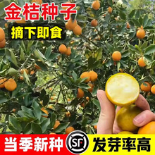 С��۷N�����ԷN���ļ��۸���������ӷN���҃ȷNֲ�̨����N��