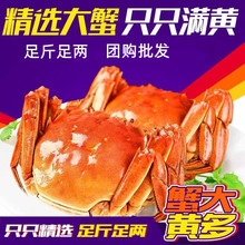 足斤足两苏州现货鲜活精品螃蟹高端礼盒装大闸蟹公蟹母蟹团购批发