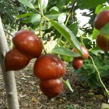 新品种特大果磨盘枣子树苗猴头枣葫芦枣树苗嫁接苗盆地栽当年结果