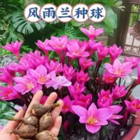 Оптовая Юулийская луковица Цветочные цветы в горшках зеленый лук цветок саженцы растения Цветение свежей и живой зеленой луковицы