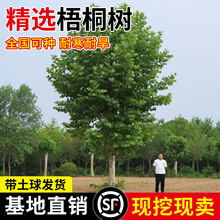 ������ͩ����ľ������ͥԺ�L���е��@�־G����ľ�Ї���ͩ��ͩ