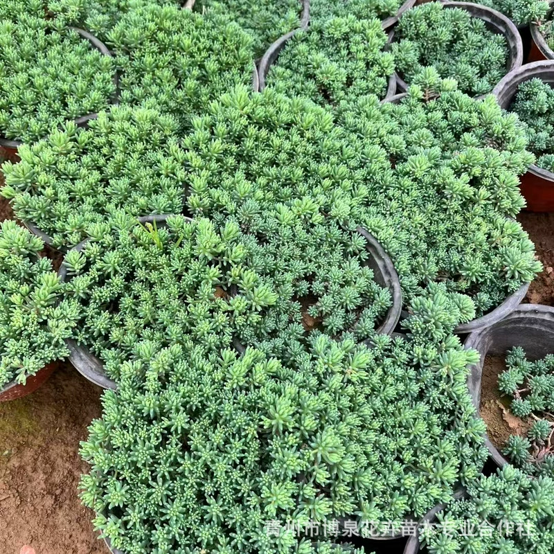 Китайский каменный горшечный зеленый растение для сада, вечнозеленое покрытие почвы, многолетний китайский каменный горшечный зеленый растение