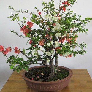 �͕���ļ���ֲ���ͺ��׻��͟�Gֲ�������ͺ�����|����ϲ��_��