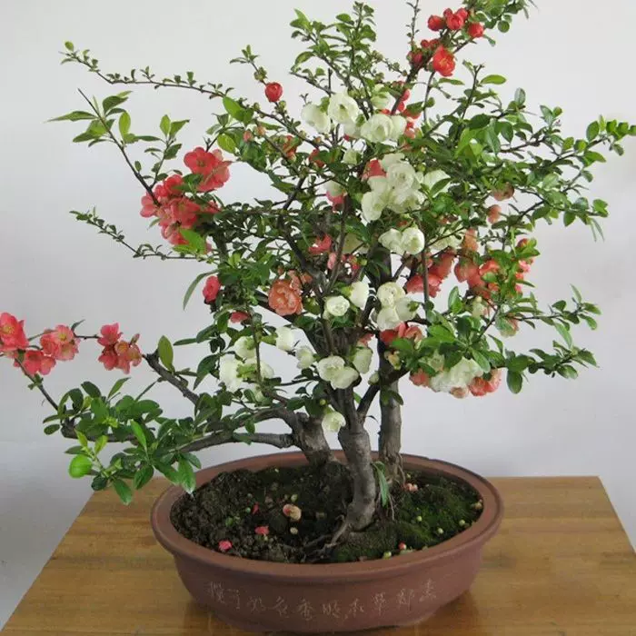 耐晒冻四季的植物耐寒易活耐热绿植花卉又耐寒室外东北方喜阳开花