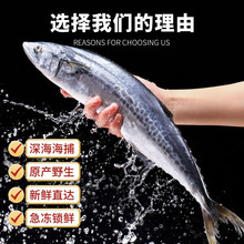 新鮮青島大鮁魚整條特大馬鮫魚鮮活冷凍鮁魚餃子青占魚4斤裝包郵