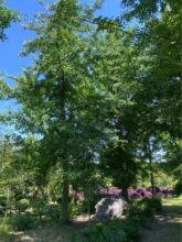 成都银杏批发 银杏树基地