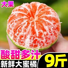 宜昌蜜桔早熟青皮橘子5斤酸甜新鲜桔子应季孕妇水果非无籽绿皮橘