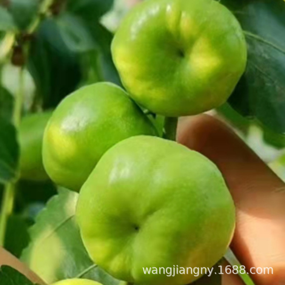 台湾大青枣树苗贵妃蜜枣脆甜牛奶蜜丝枣树南北方种植果树苹果枣苗