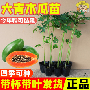 �t��ľ�����ļ��Nֲˮ��ľ�������ľ����t��ľ�Ϲ����箔��Y��