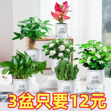 �G�}�lؔ��������⻨������ֲ���҃ȱ��ɸ��F��ˮ��С�Gֲ���B��