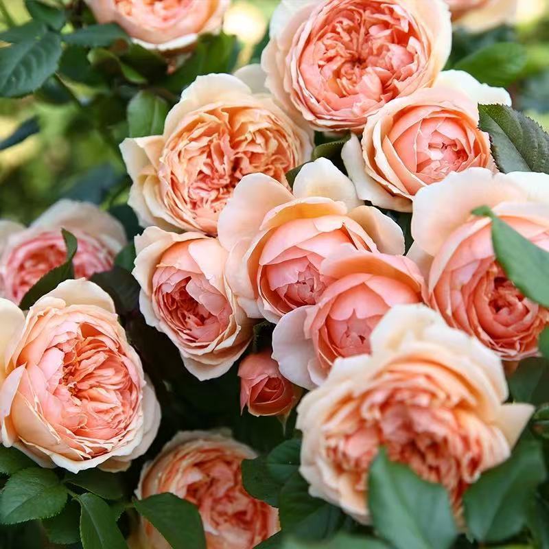 四季咲きのバラの花苗、特大の花つる苗、屋内外のバルコニー鉢植えバラ|undefined