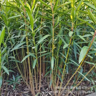Bougainvillea Saplings, Garden Ornamental Plants, Red-Flowered Bougainvillea Seedlings, Complete Specifications, Clumping Bougainvillea Nursery
