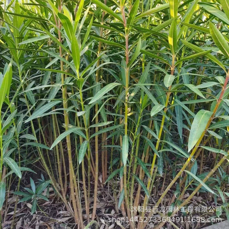 Саженцы цикламена, садовые декоративные растения, саженцы цикламена с красными цветами, полные характеристики, цикламен в кластерах