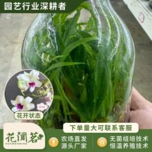 ��ʯ�� 4017 �ŵ���ƿ���׳ɻ�M��С���҃������Ի�������r��