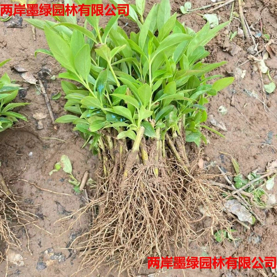 Золотистые листья, зимняя зелень, саженцы самшита, спирея, саженцы виноградных кустарников, оптовая инженерная питомница, саженцы для озеленения забора.