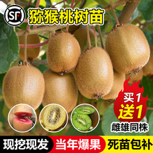 猕猴桃树果苗公母同株嫁接南北方种植地栽庭院红心软枣猕猴桃果苗