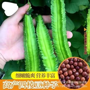 ���ⶹ�N��������߅�ⶹ�N�Ӷ��N��ͥԺ�̨����߮a���߲˷N����