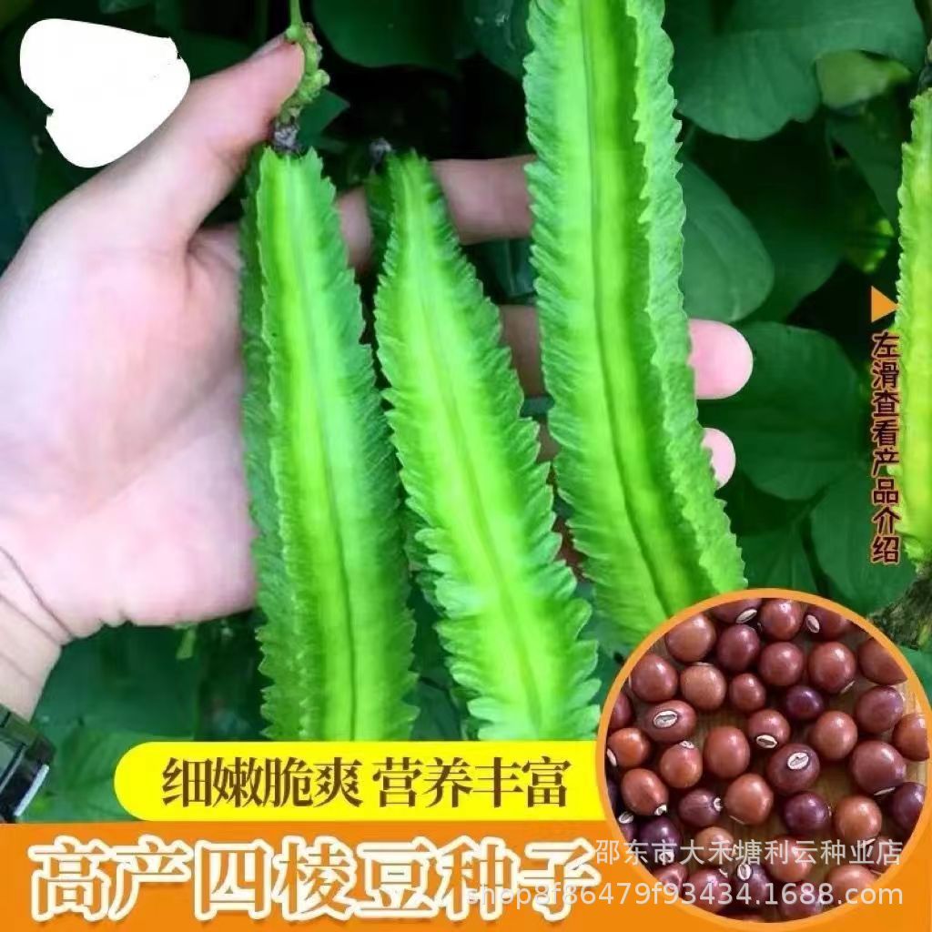 四棱豆种子龙豆四边菱豆种子豆种子庭院阳台大田高产量蔬菜种子籽