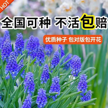 葡萄风信子种球多年生球根花卉阳台庭院四季水培盆栽花种球盆栽